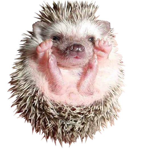 A transparent photo of a baby hedgehog.